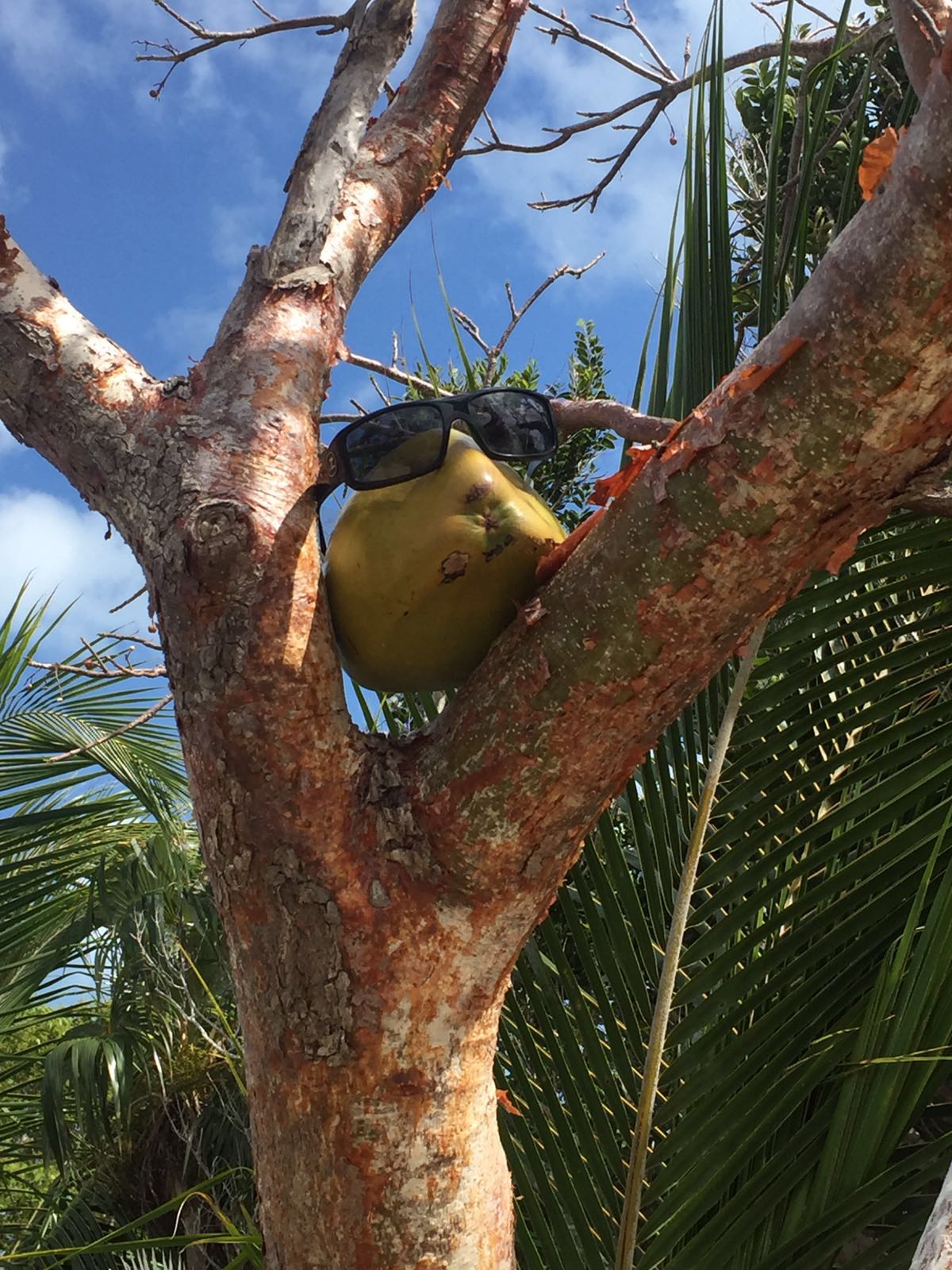 coconut in the tree