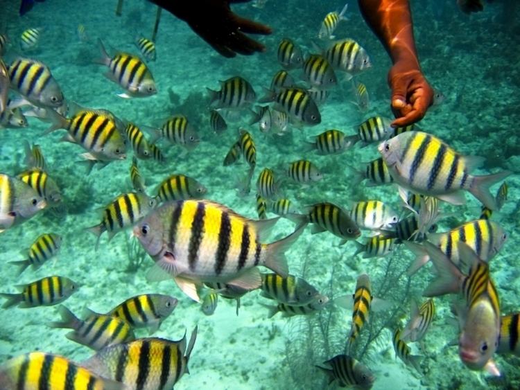 Nassau bahamas coupons