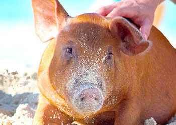 SWIMMING PIGS