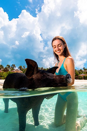 swimming pigs excursion