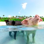 swim with the pigs