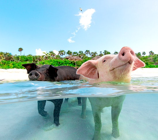 swim with the pigs