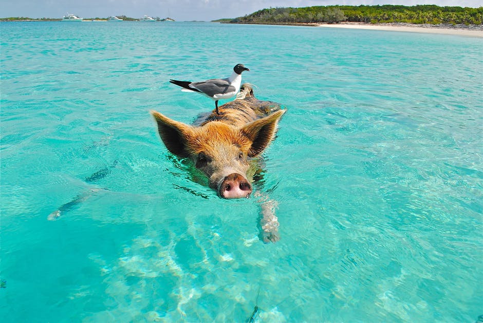 swimming with pigs