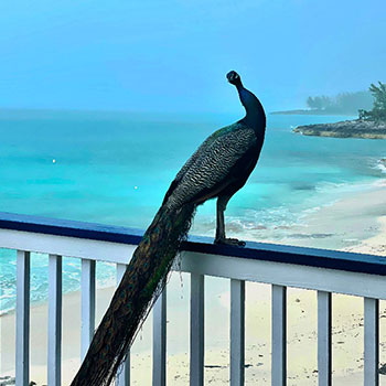 peacock beach 1 1