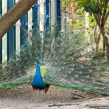 peacock tail 2