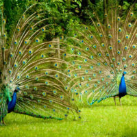 twin-peacocks