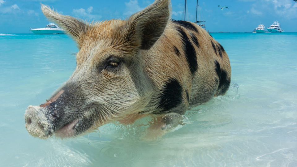 The Ultimate Bahamas Experience: 5 Reasons to Swim with Pigs in Nassau