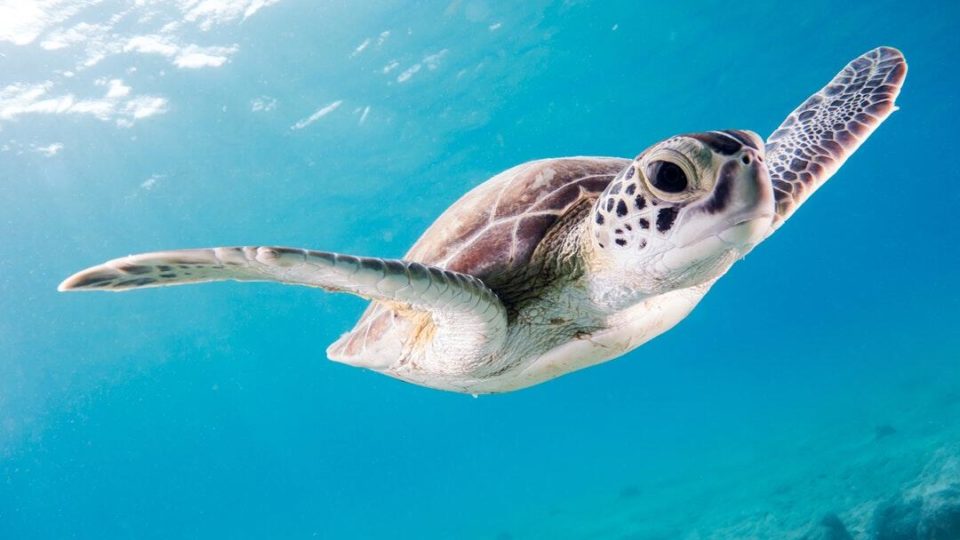 Discover Stunning Bahamas Wildlife: A Nature Lover’s Guide