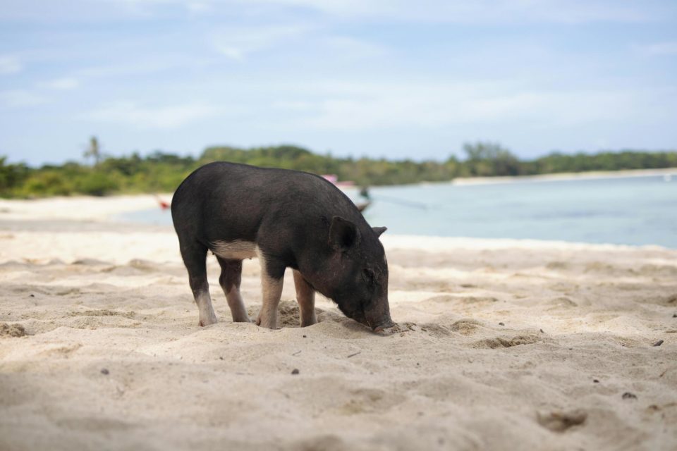 Are Rose Island Pigs Ethical? A Traveler’s Guide