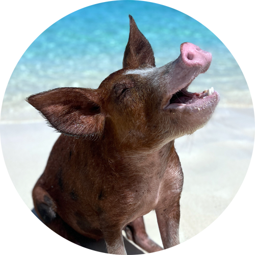 swimming pig bambi