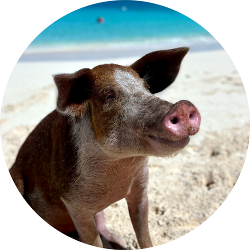 swimming pig betty