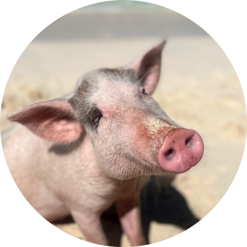 swimming pig blossom