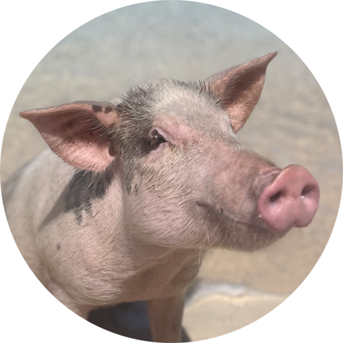 swimming pig bubbles
