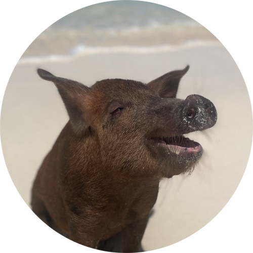 swimming pig buttercup