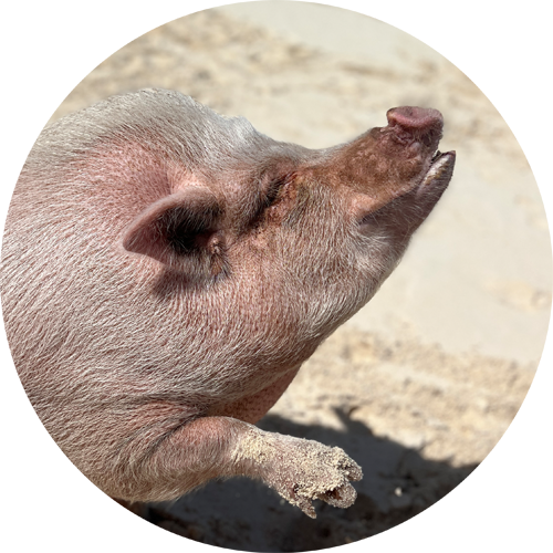 swimming pig curly
