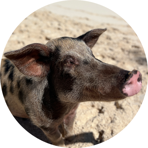 swimming pig dorothy