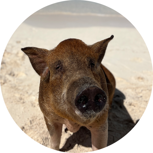 swimming pig ginger