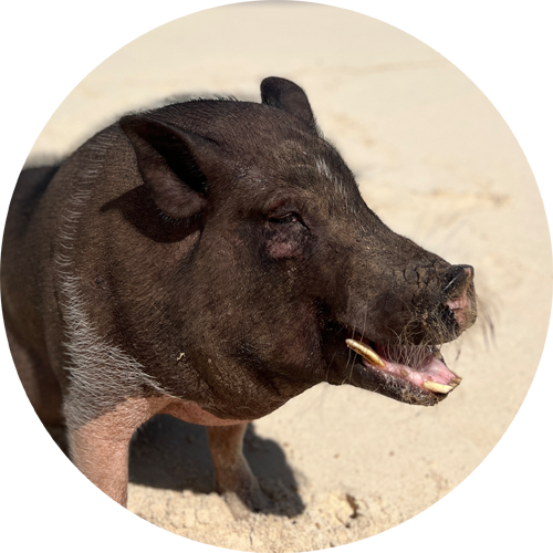 swimming pig larry