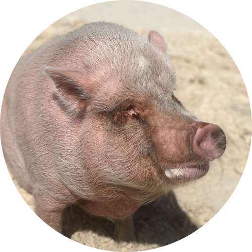 swimming pig moe