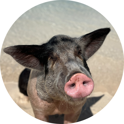 swimming pig pepper