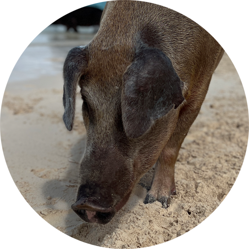 swimming pig pumba