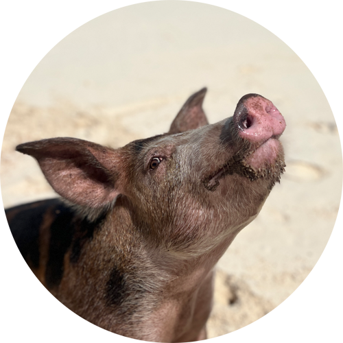swimming pig ruby