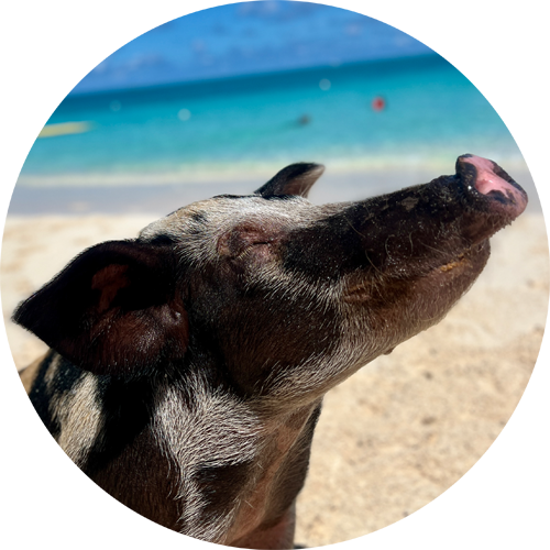 swimming pig sophia