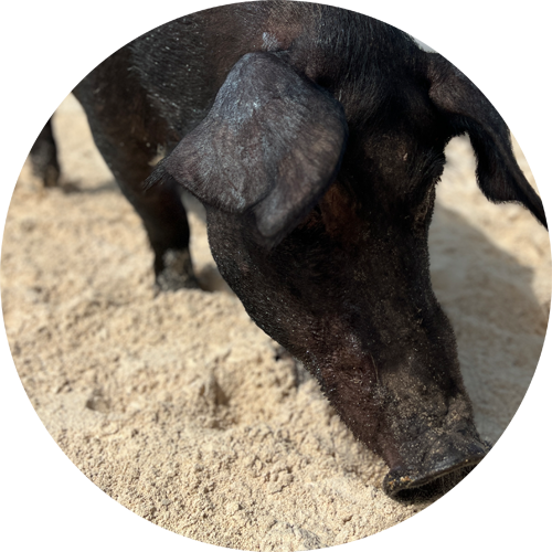 swimming pig wilbur